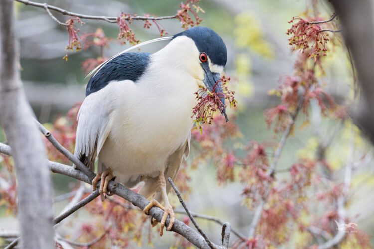 black-crowned night heron