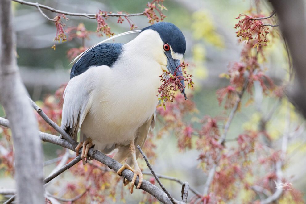 black-crowned night heron