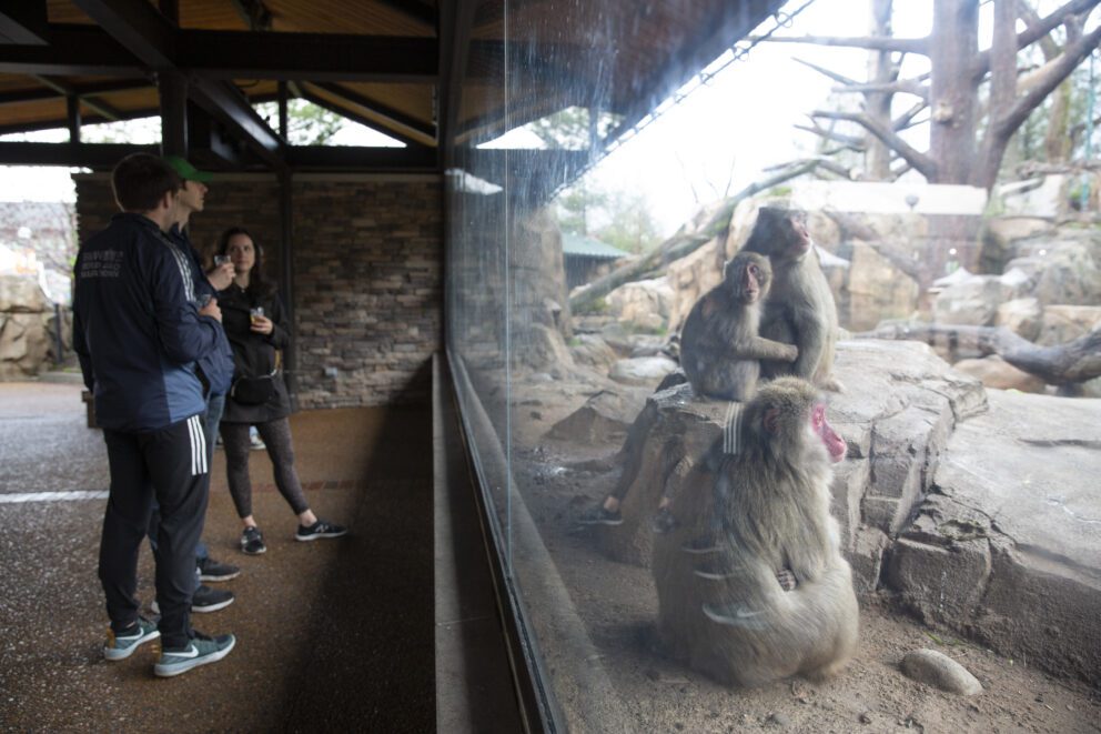 Craft Brews guests looking at Japanese macaques through glass