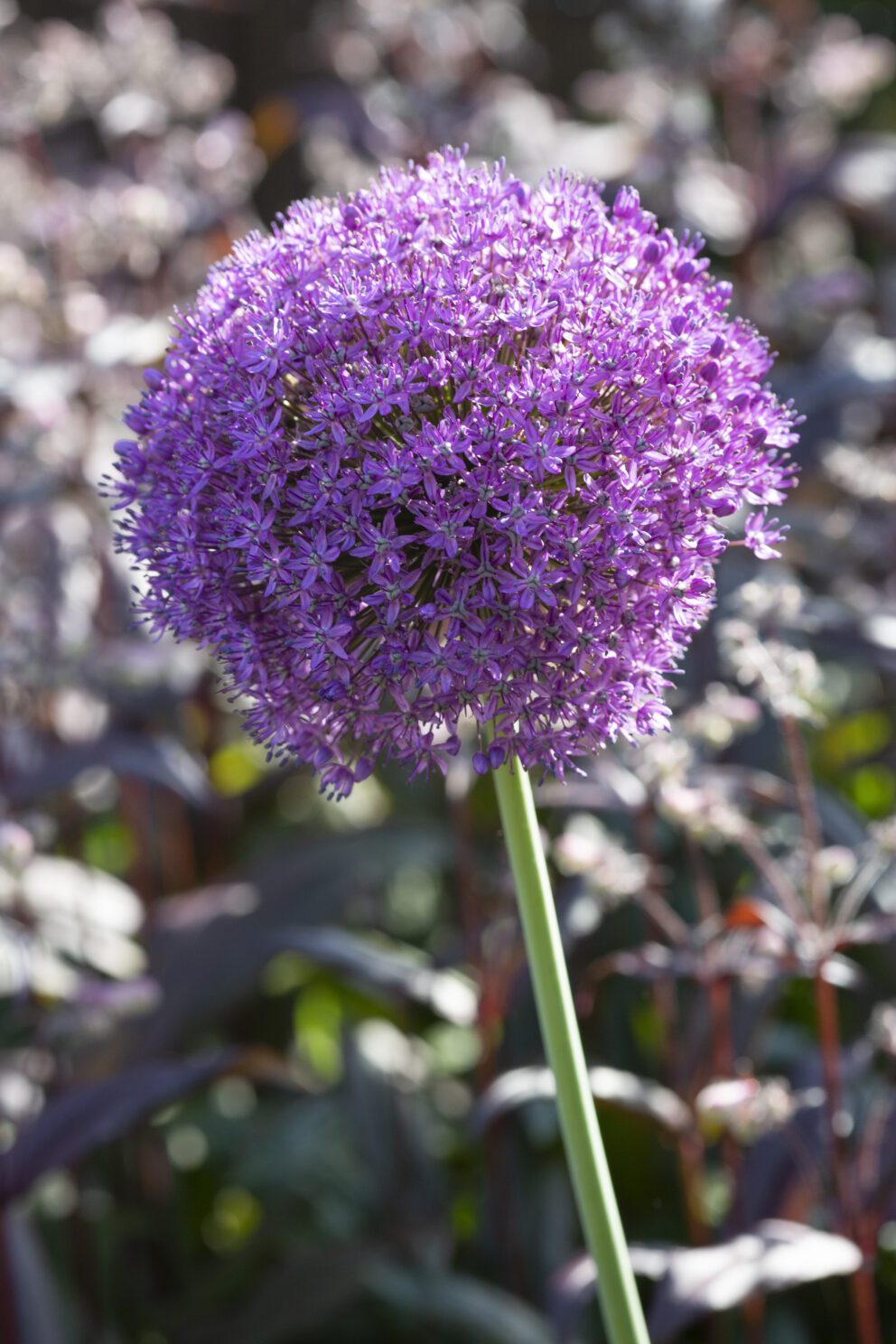 purple flower - allium