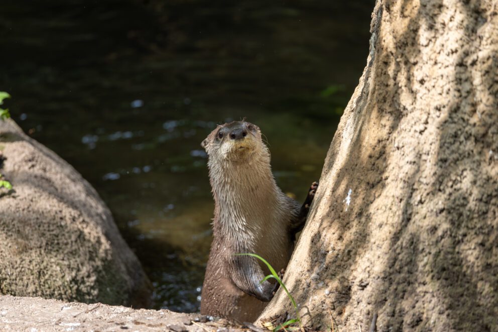 north american river otter with tree