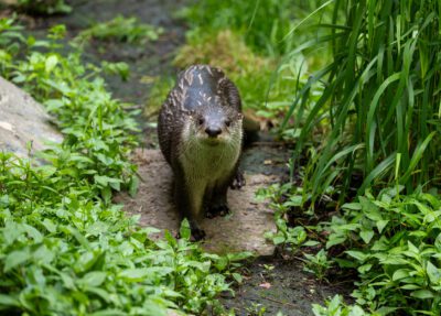 north american river otter in greenery