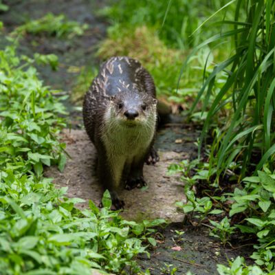 north american river otter in greenery