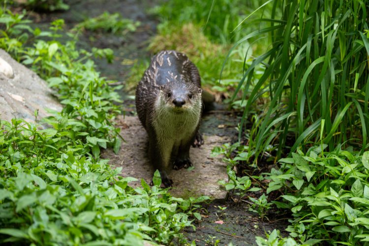 north american river otter in greenery