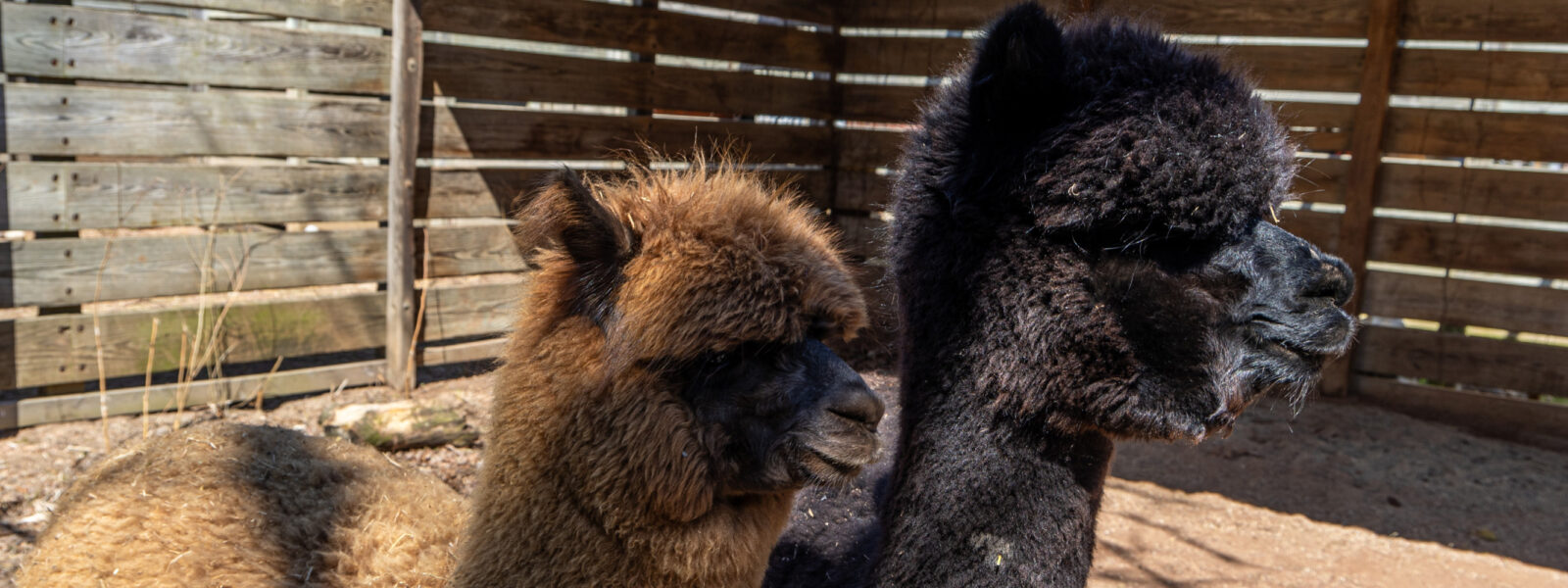 Alpaca