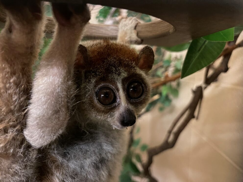 Cosie pygmy slow loris