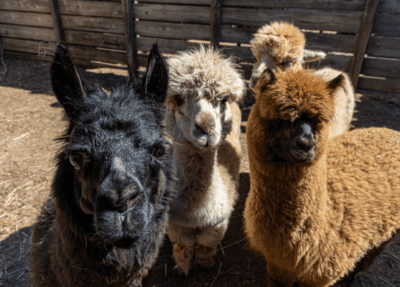 three alpacas