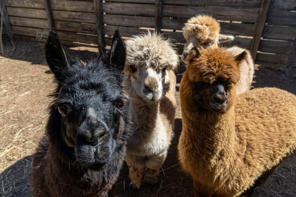 three alpacas