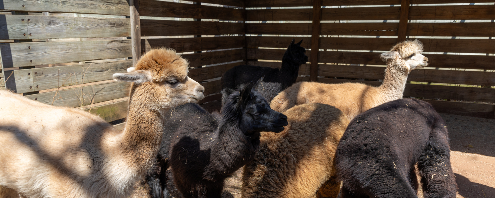 Lincoln Park Zoo Welcomes a New Herd of Alpacas