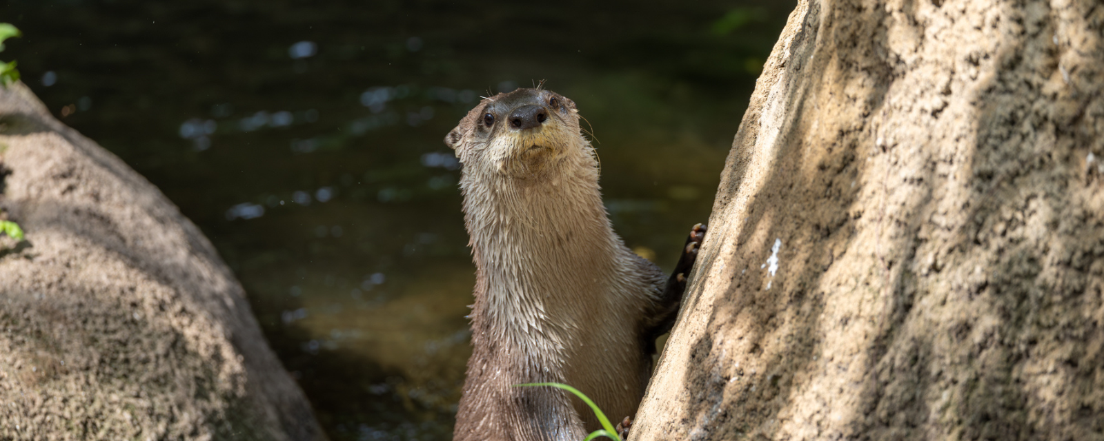 Lincoln Park Zoo Welcomes a New Male North American River Otter