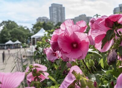 hibiscuses at the zoo