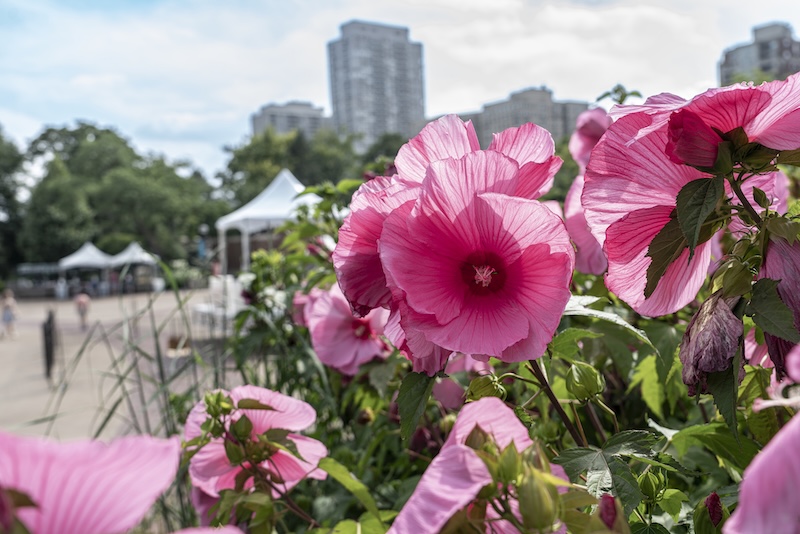 hibiscuses at the zoo