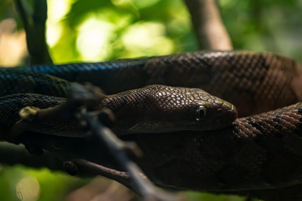 virgin islands boa