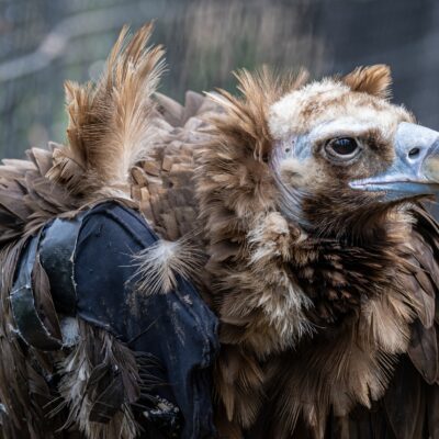 For the Birds: Fostering Avian Wellbeing