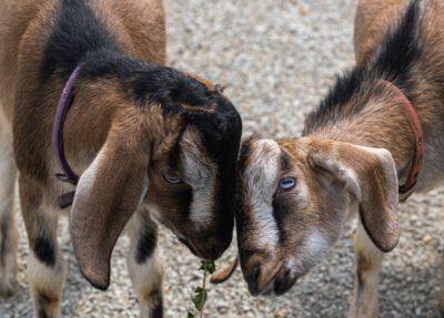 domestic goats touching heads
