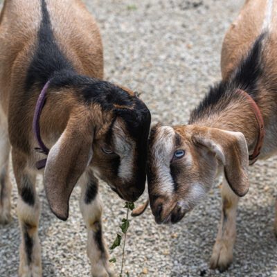 domestic goats touching heads