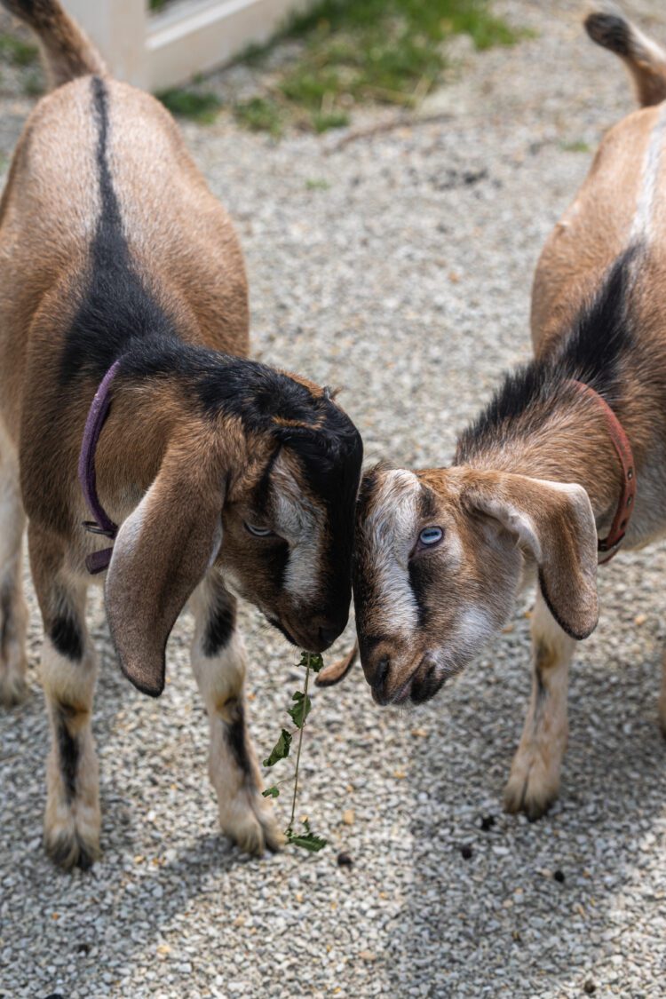 domestic goats touching heads
