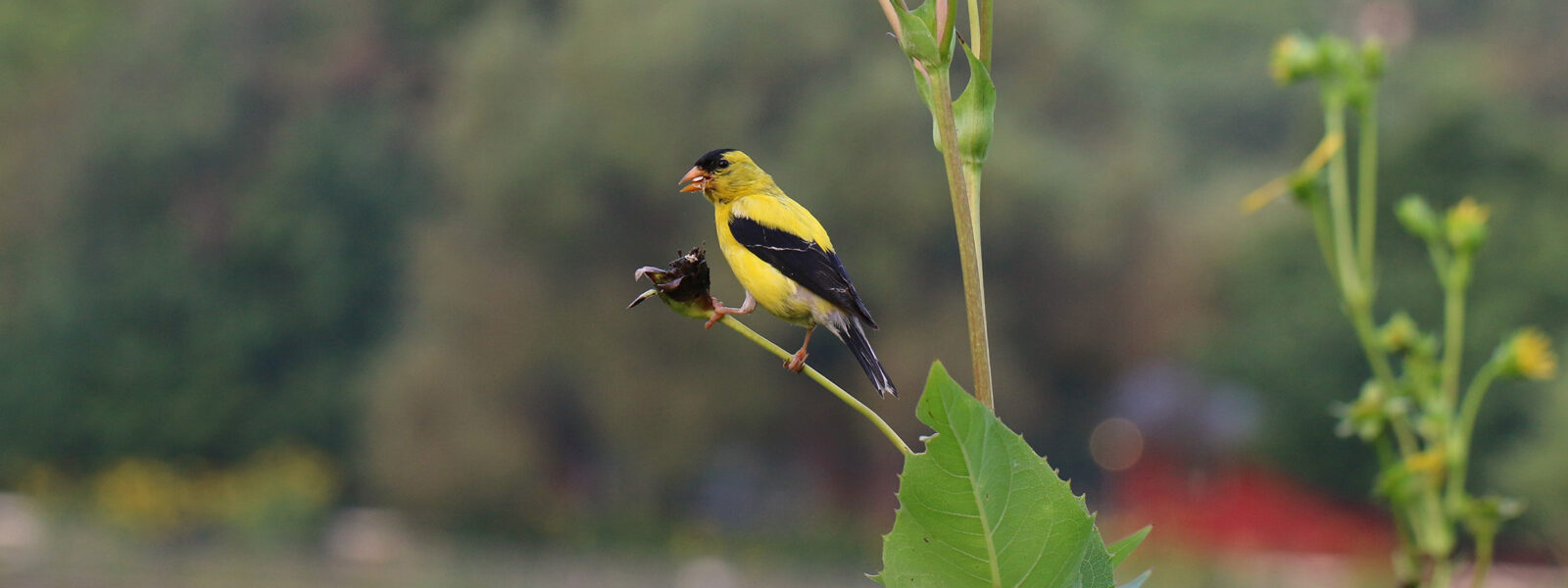 Wildlife-Friendly Gardening Class