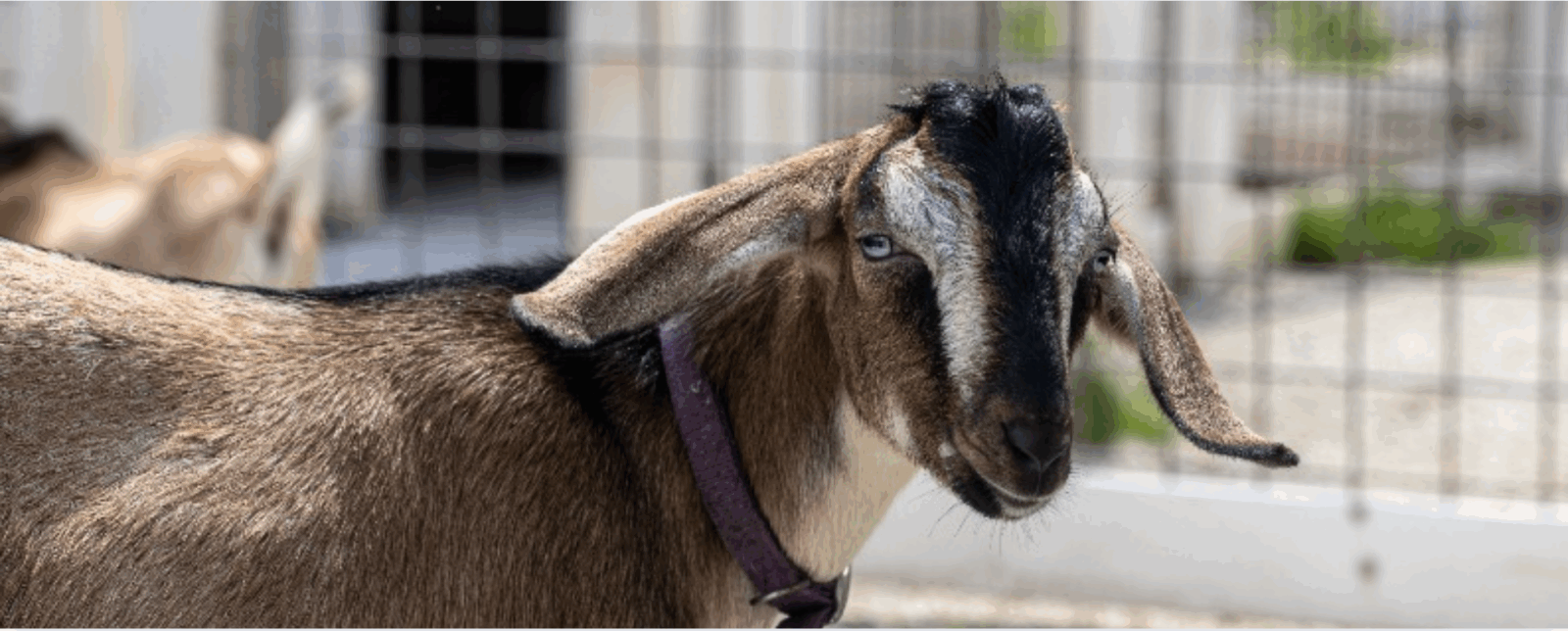 Two Goat Brothers Make Their Debut at Lincoln Park Zoo