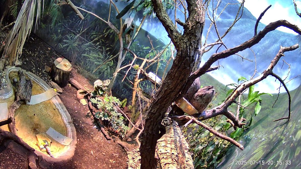 Image showing tawny frogmouths in their habitat, as taken by a camera monitoring their activity 24 hours a day.