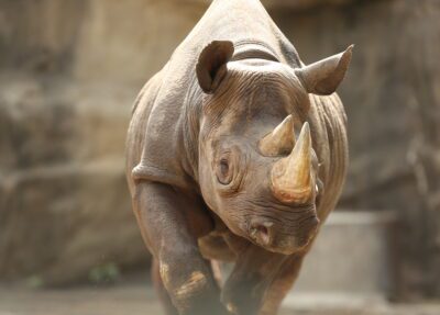 eastern black rhinoceros walking