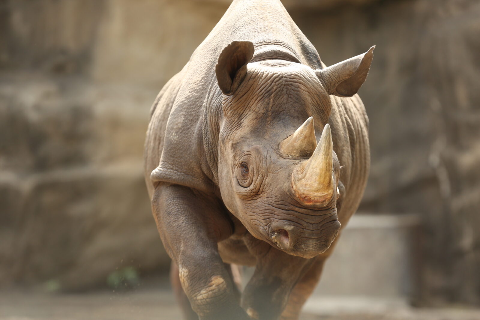 eastern black rhinoceros walking
