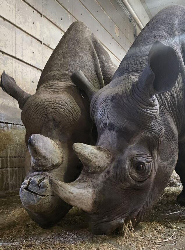 Two rhinos together