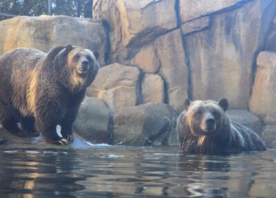Lexi and Ash, brown bears