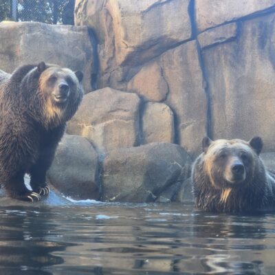 Lexi and Ash, brown bears