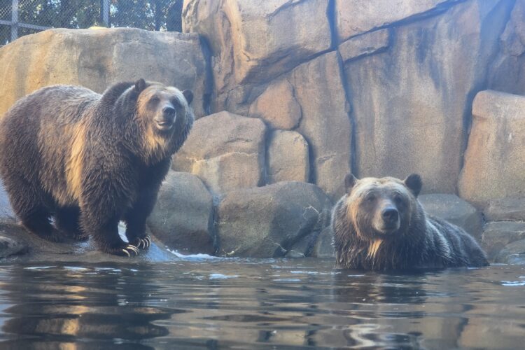 Lexi and Ash, brown bears