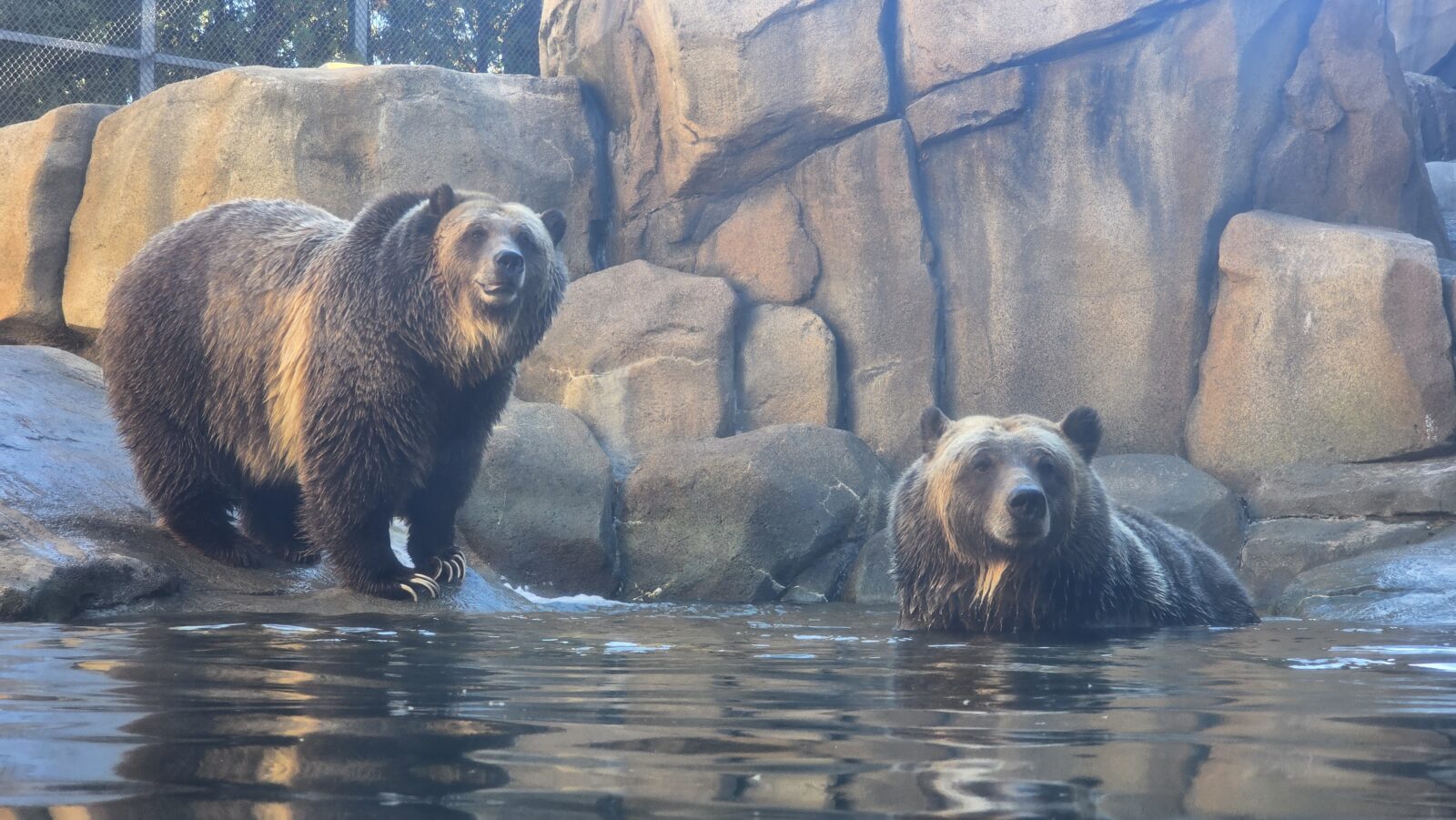 Lexi and Ash, brown bears