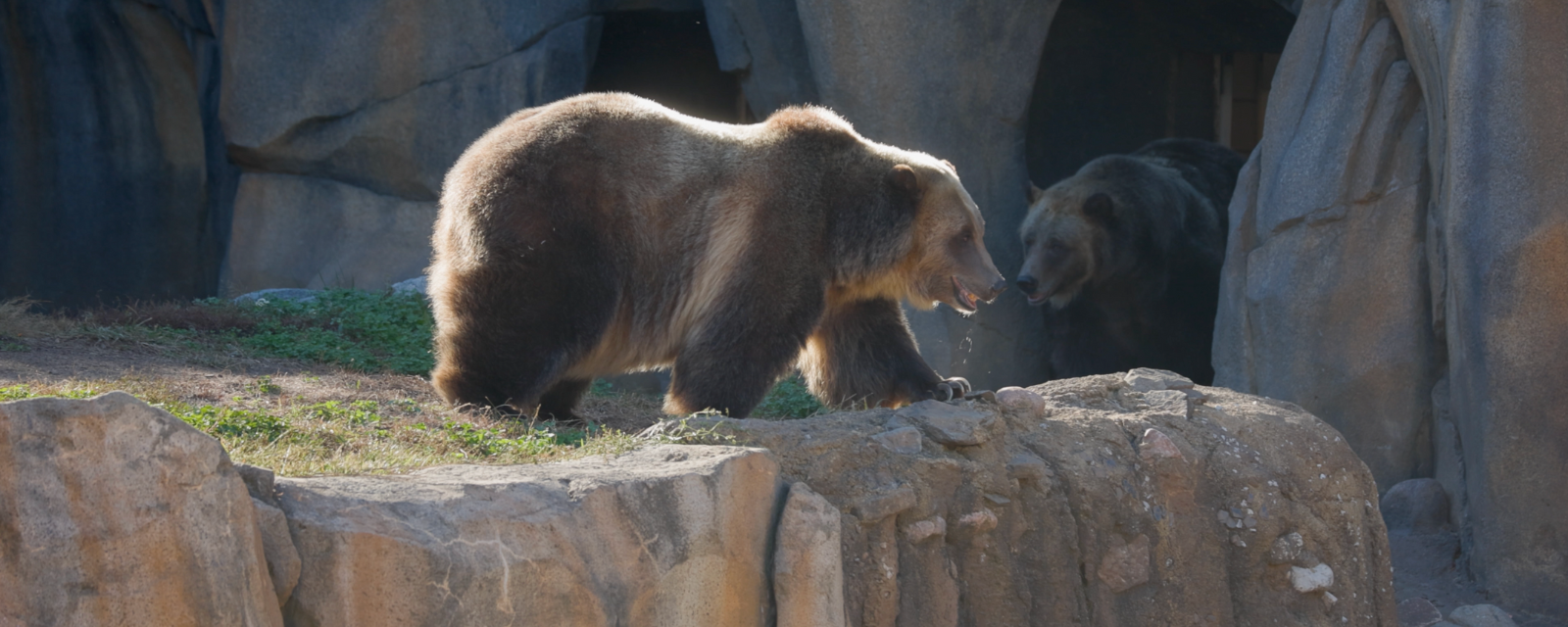Lincoln Park Zoo Welcomes Two Brown Bears