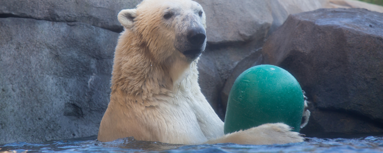 Lincoln Park Zoo Says “See You Later” to Beloved Polar Bear