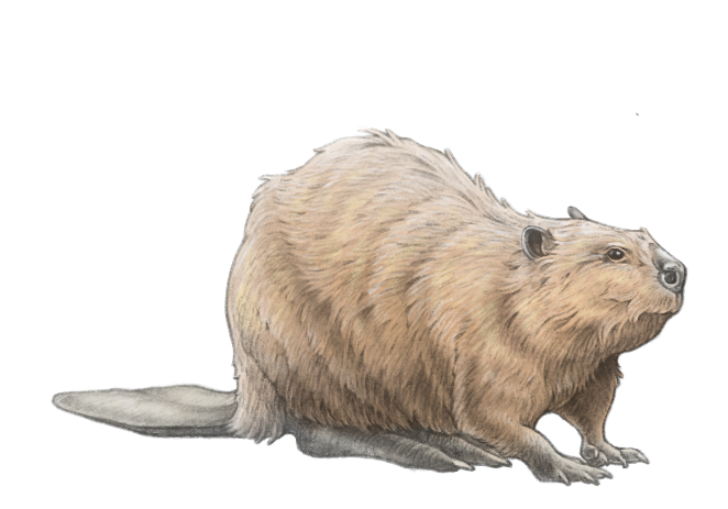 beaver illustration