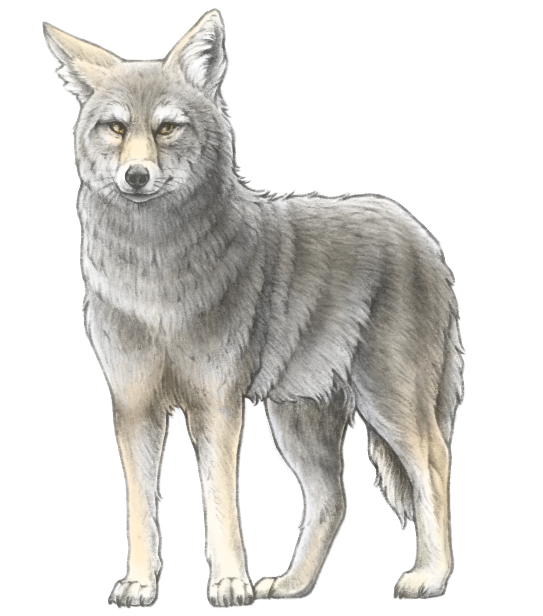 coyote illustration