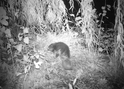beaver camera trap