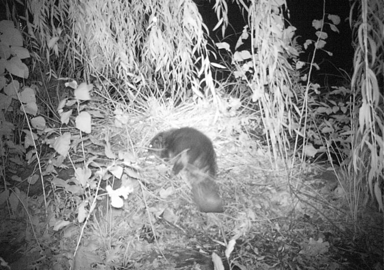 beaver camera trap