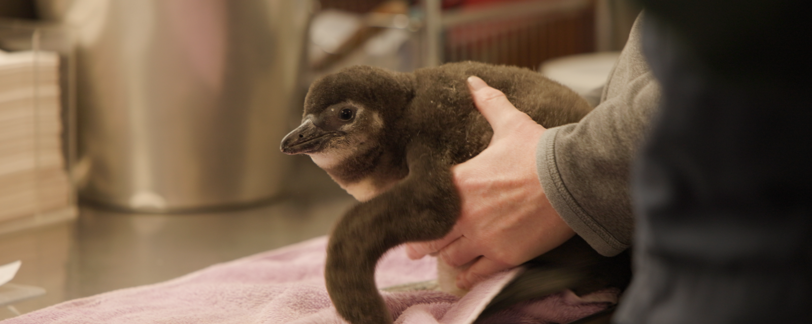 Endangered African Penguin Chick Born at Lincoln Park Zoo