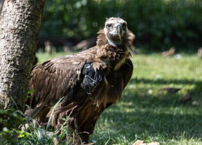 virginia cinereous vulture