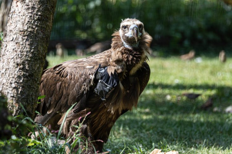 virginia cinereous vulture