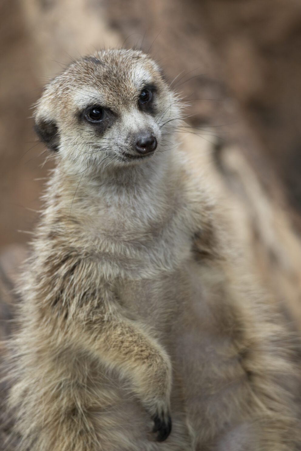 alanis meerkat