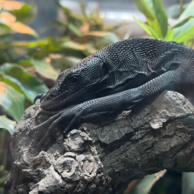 Spotlight on: Black Tree Monitor
