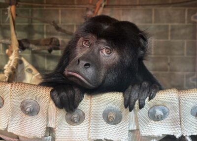 marlie black howler monkey