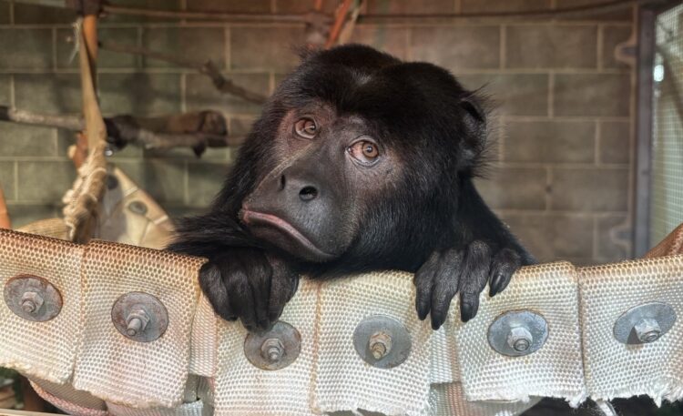 marlie black howler monkey