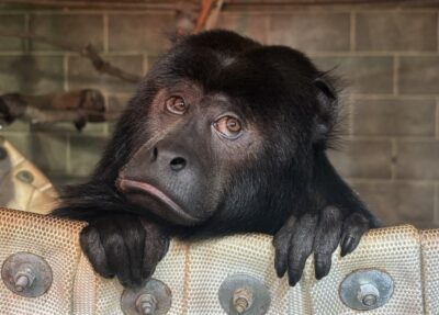marlie black howler monkey