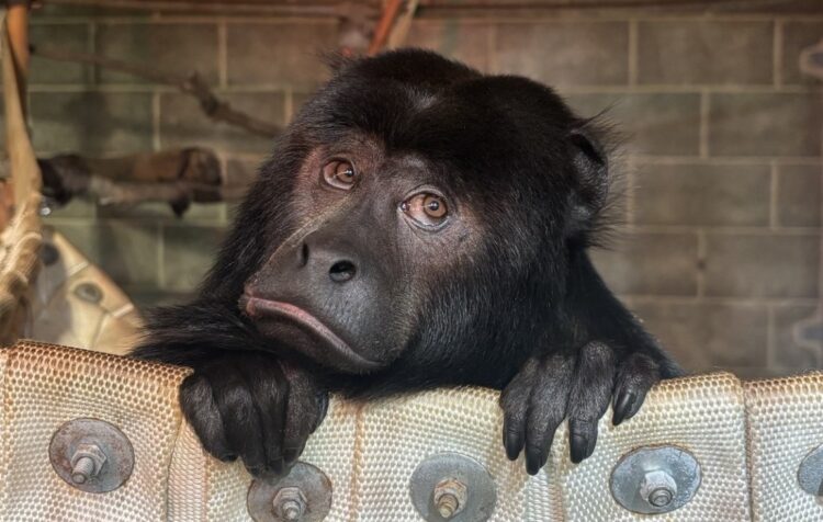 marlie black howler monkey