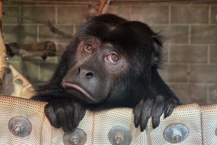 marlie black howler monkey
