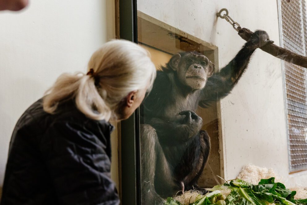 Jane Goodall and chimpanzee