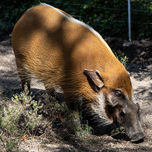 Auld Lang “Swine”