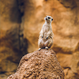 New Year Resolutions